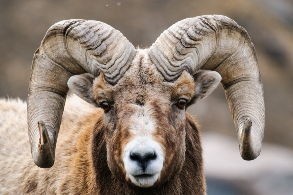 Introducing: Massive RAM – Blog | Cloud Server & Hosting News | VPS.NET